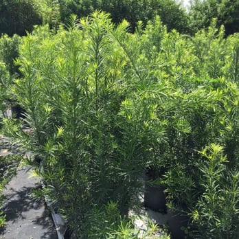 H & H Farm - Nurseries & Gardening Near Me - Miami, Florida H & H Farm - Nurseries & Gardening Near Me - Miami, Florida