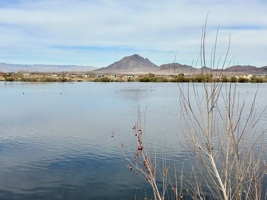 Henderson Bird Viewing Preserve by null