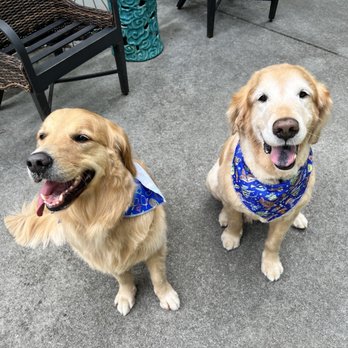 Chattagroomer - Two VERY happy boys! - Pet Groomers Near Me - Chattanooga, Tennessee Chattagroomer - Two VERY happy boys! - Pet Groomers Near Me - Chattanooga, Tennessee