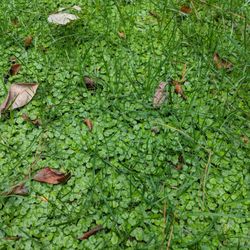 Arps Lawn Services - Despite monthly lawn service for 15+ years, this year's mowing and weed treatment has been terrible.
