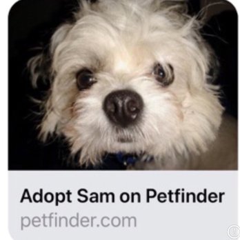 Grateful Dogs Rescue - How it started - Animal Shelters Near Me Grateful Dogs Rescue - How it started - Animal Shelters Near Me