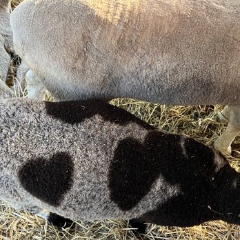 North Haven Fair - Heart sheep - Festivals Near Me - North Haven, Connecticut North Haven Fair - Heart sheep - Festivals Near Me - North Haven, Connecticut