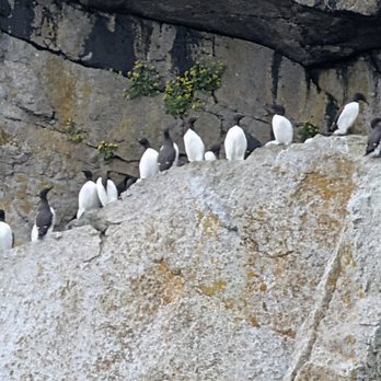 Major Marine Tours - Birds! - Boating Near Me - Seward, Alaska Major Marine Tours - Birds! - Boating Near Me - Seward, Alaska