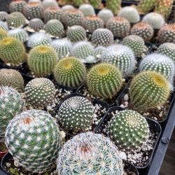 Moran Nursery - 2" assorted cacti