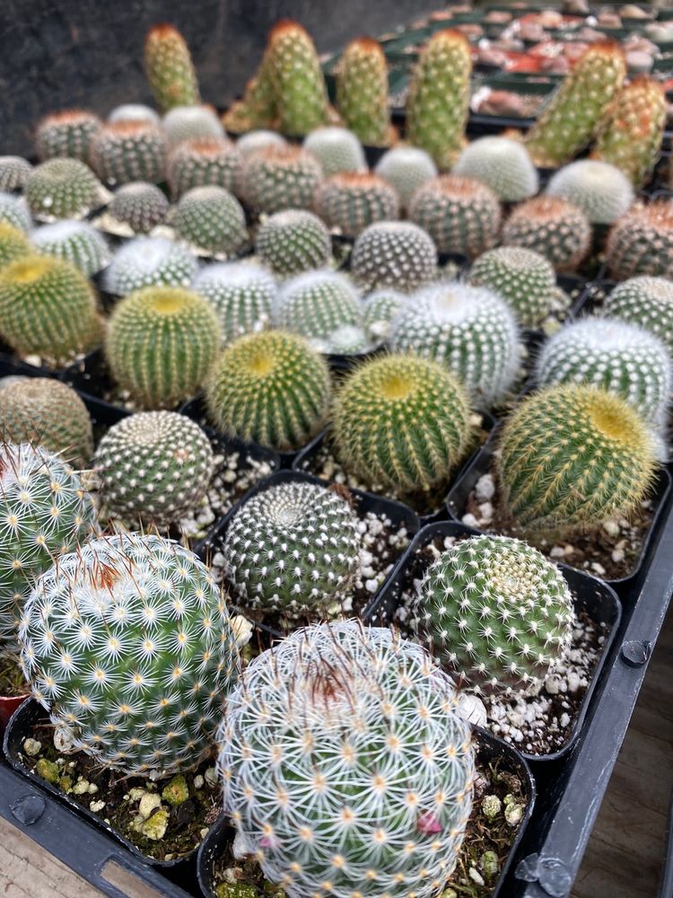 MORAN NURSERY Updated October 2024 10 Photos 420 Browns Valley Rd