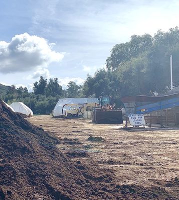 Mountain Meadow Mushrooms by null