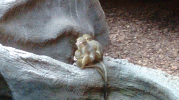 Bioparc Fuengirola by null