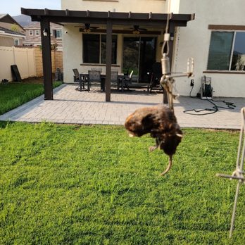 Gopher Stop - Gopher Stop!! Thank you!! - Pest Control Near Me