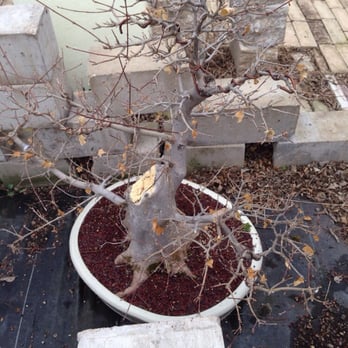 Bent Tree Bonsai - Nurseries & Gardening Near Me - Dallas, Texas