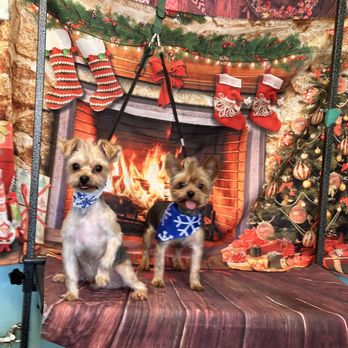 Classy Canine's Wiggle Rumps - Pictures from grooming appointment - Pet Groomers Near Me - Castrovalley, California