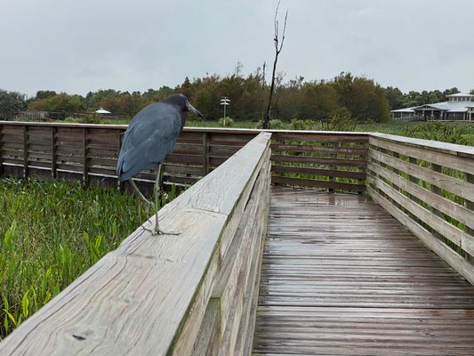 Green Cay Nature Center & Wetlands by null