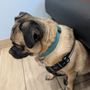 Oak Glen Animal Hospital