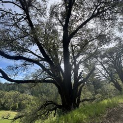 Long Ridge Open Space Preserve - Trail