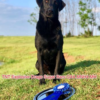 Zion Kennels - Black Labrador after winning the AKC Field Trial Qualifying - Pet Training Near Me - Ladonia, Texas Zion Kennels - Black Labrador after winning the AKC Field Trial Qualifying - Pet Training Near Me - Ladonia, Texas