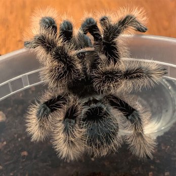 Pets-A-Plenty - Curly hair tarantula - Reptile Shops Near Me - Hockley, Texas Pets-A-Plenty - Curly hair tarantula - Reptile Shops Near Me - Hockley, Texas