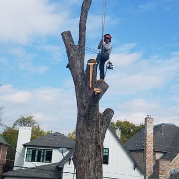 Rudy's Tree Service - Tree Services Near Me - Dallas, Texas Rudy's Tree Service - Tree Services Near Me - Dallas, Texas