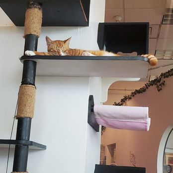 Cat Cafe Maui - This tabby cat was just lounging and watching over us. - Pet Adoption Near Me - Kahului, Hawaii Cat Cafe Maui - This tabby cat was just lounging and watching over us. - Pet Adoption Near Me - Kahului, Hawaii
