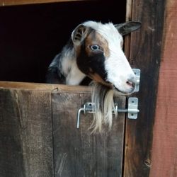 Aspen Hill Farm