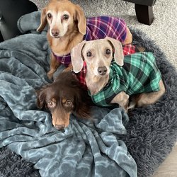 Lake Shore Animal Hospital