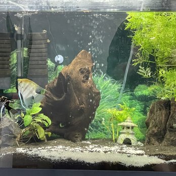 Aquatic Zoo Tropical Fish - Our new angelfish (1 & 3). The middle one is our existing girl. - Aquarium Services Near Me - Thousand Oaks, California