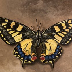 Five Butterflies Lodging