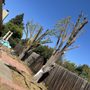 RC Tree Service
