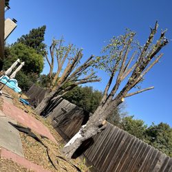 RC Tree Service