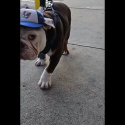 Top Dog Pet Store & Grooming - Chesty's first hat