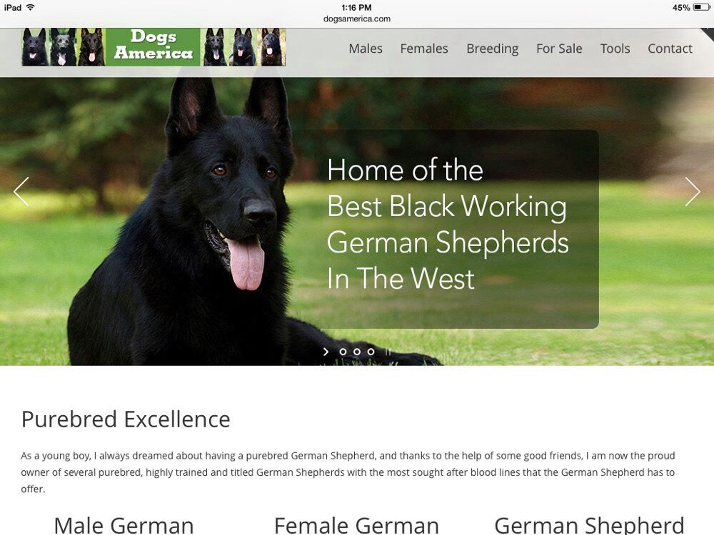 DOGS AMERICA Updated August 2024 Lake Elsinore, California Pet