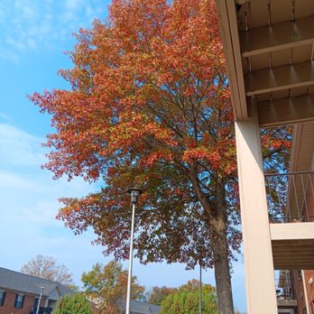 Laurel Valley Apartments - Autumn 2024 - Apartments Near Me - Mount Juliet, Tennessee