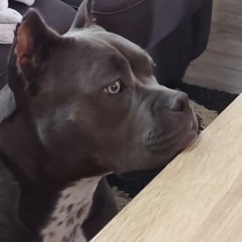 Walgreens - This is the dog today! - Drugstores Near Me - Fayetteville, Arkansas Walgreens - This is the dog today! - Drugstores Near Me - Fayetteville, Arkansas