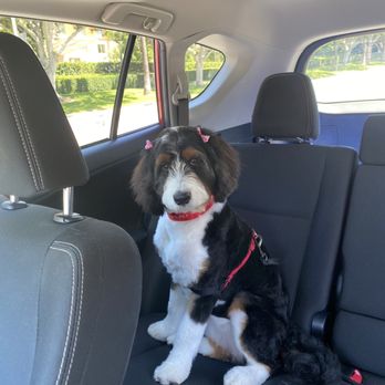 Oops Pet - Pet Groomers Near Me - Irvine, California Oops Pet - Pet Groomers Near Me - Irvine, California