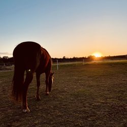 Gainey's Horse Heaven Stable