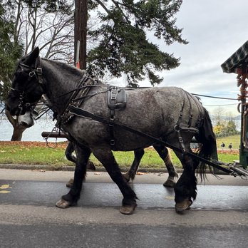 Stanley Park - Horse Draw Carriage Rides - Parks Near Me - Vancouver, British Columbia