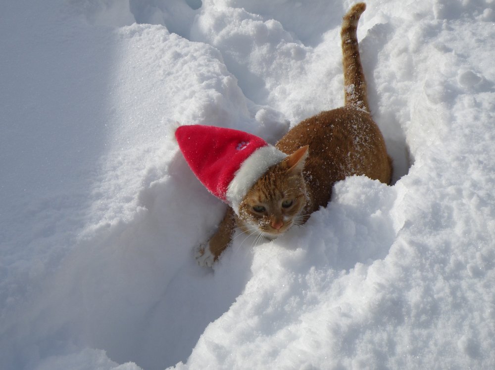 JOHNSON CITY VETERINARY HOSPITAL Updated August 2024 68 Harry L Dr