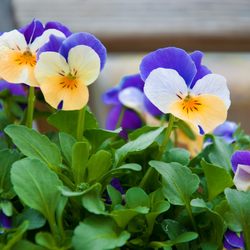 Van Wilgen's Garden Mart