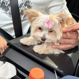 Puppy