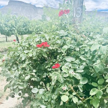 Maison la Belle Vie Winery - Wineries Near Me - Palisade, Colorado Maison la Belle Vie Winery - Wineries Near Me - Palisade, Colorado