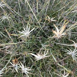 Joshua tree plant- it's about 40 min outside the park