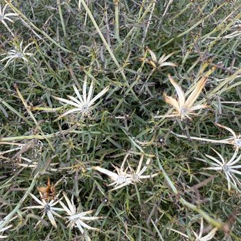 The Dez - Joshua tree plant- it's about 40 min outside the park - Salad Near Me - Joshua Tree, California