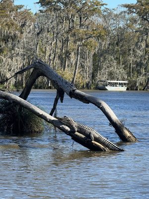Cajun Encounters Tour Company by null