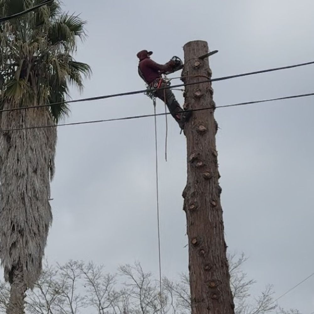A & Y Expert Tree Service - Tree Services Near Me - San Jose, California A & Y Expert Tree Service - Tree Services Near Me - San Jose, California
