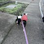 Puptastic Adventures