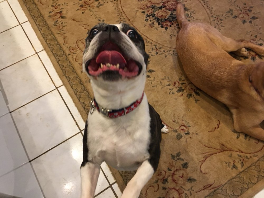 BRINK’S SERVICES 568 Kimberton Rd, Phoenixville, Pennsylvania Pet Sitting Phone Number Yelp