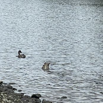 Meldrum Bar Park - Duck butts - Parks Near Me - Gladstone, Oregon Meldrum Bar Park - Duck butts - Parks Near Me - Gladstone, Oregon
