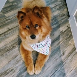 Post grooming--looks like a dog again! Post grooming--looks like a dog again!