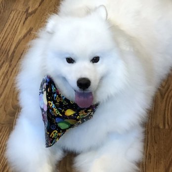 No Dogs Left Behind - Animal Shelters Near Me No Dogs Left Behind - Animal Shelters Near Me