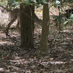 Huguenot Park - Found a deer off trail