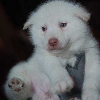 Firewalker Alaskan Malamute Kennel - Cute puppy! - Tours Near Me - North Pole, Alaska Firewalker Alaskan Malamute Kennel - Cute puppy! - Tours Near Me - North Pole, Alaska