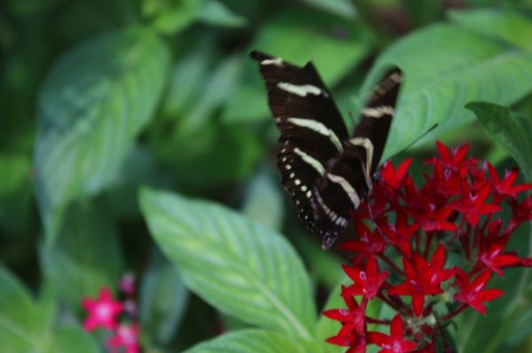 Huntsville Botanical Garden by null